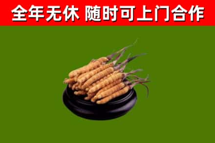 邵阳回收冬虫夏草